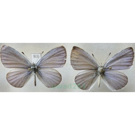 Celastrina argiolus (Linnaeus, 1758) 2xmale Modraszek wieszczek Croatia80l